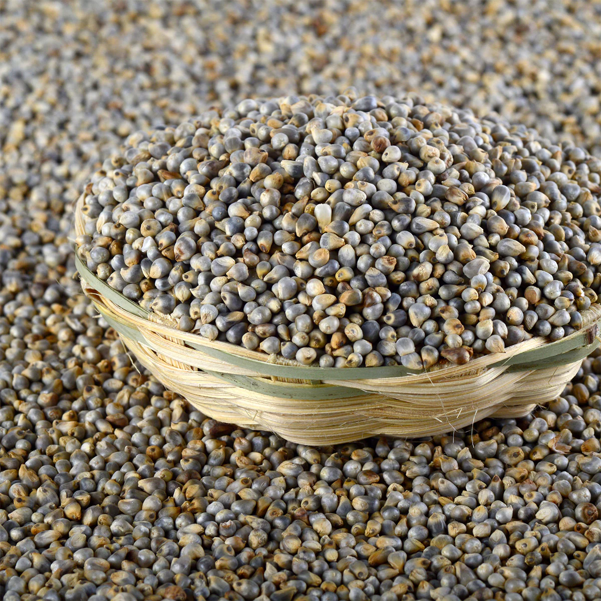 Pearl Millet (Bajra) – The Ancient Grain of Rajasthan - Image 2