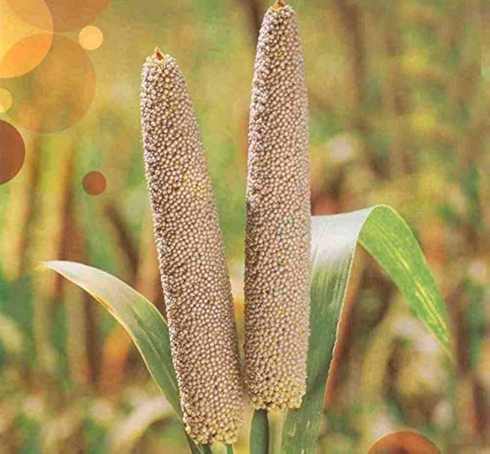 Pearl Millet (Bajra) – The Ancient Grain of Rajasthan - Image 3
