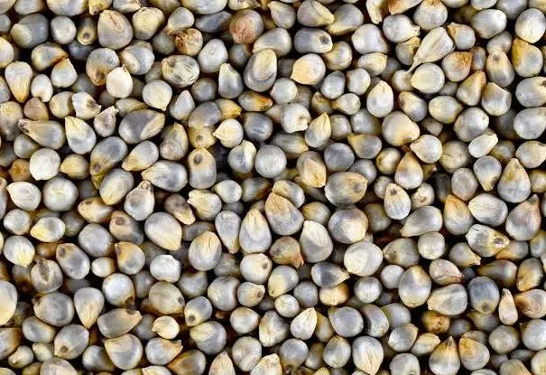 Pearl Millet (Bajra) – The Ancient Grain of Rajasthan